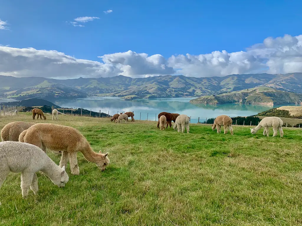 Shamarra Alpaca Farm Tour Akaroa | New Zealand