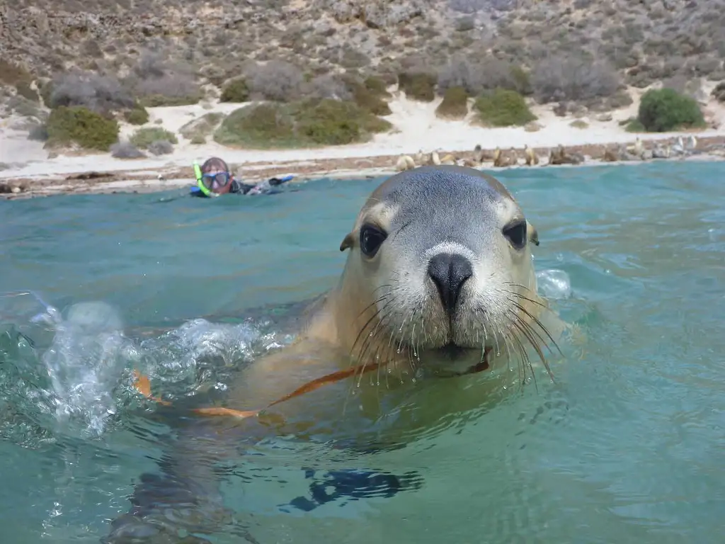 Swim with the Sea Lions - Port Lincoln