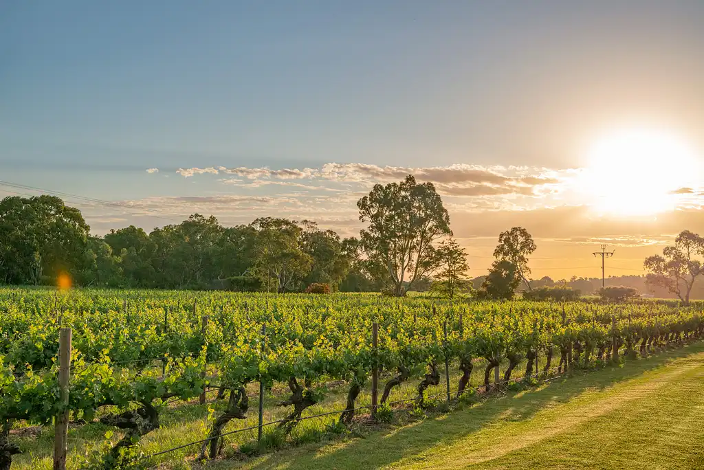 McLaren Vale Winery Tour & Gourmet Lunch