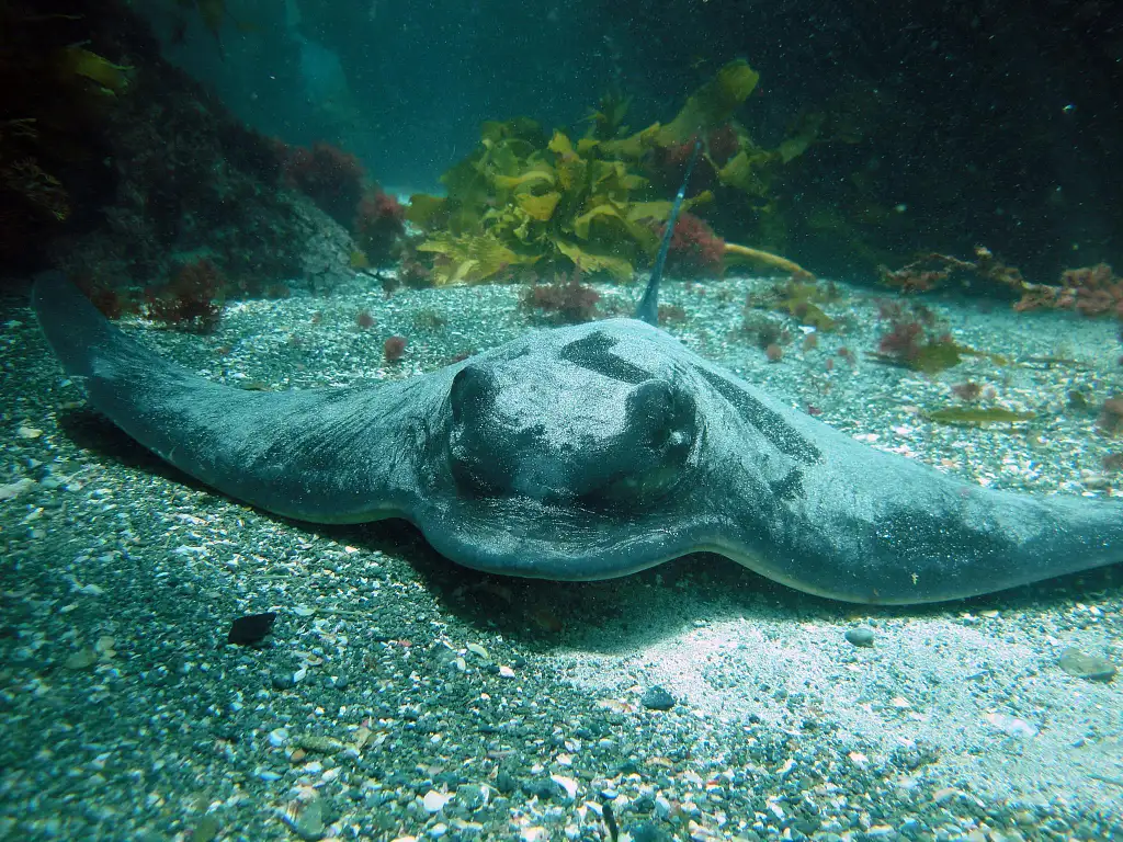 Goat Island Try Scuba Diving - Half Day