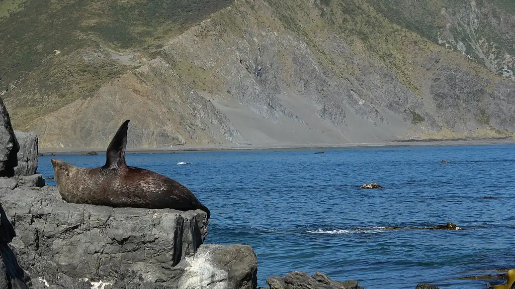 Seal Coast Safari