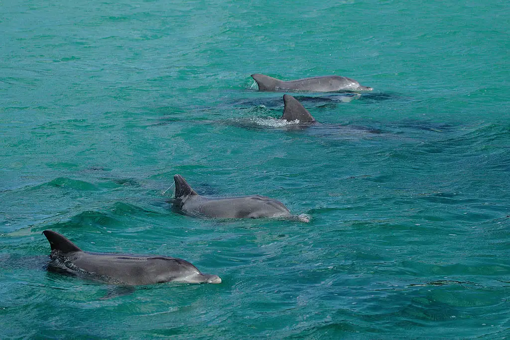 Jervis Bay Dolphin & Boom Netting Cruise