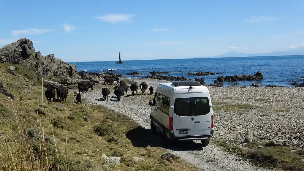 Seal Coast Safari