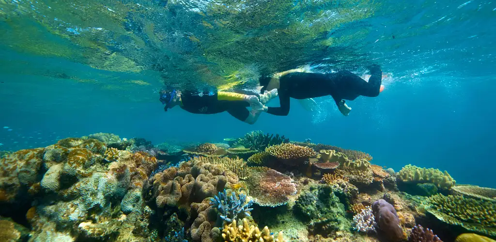 Great Barrier Reef Snorkelling Half Day Tour  | Mission Beach