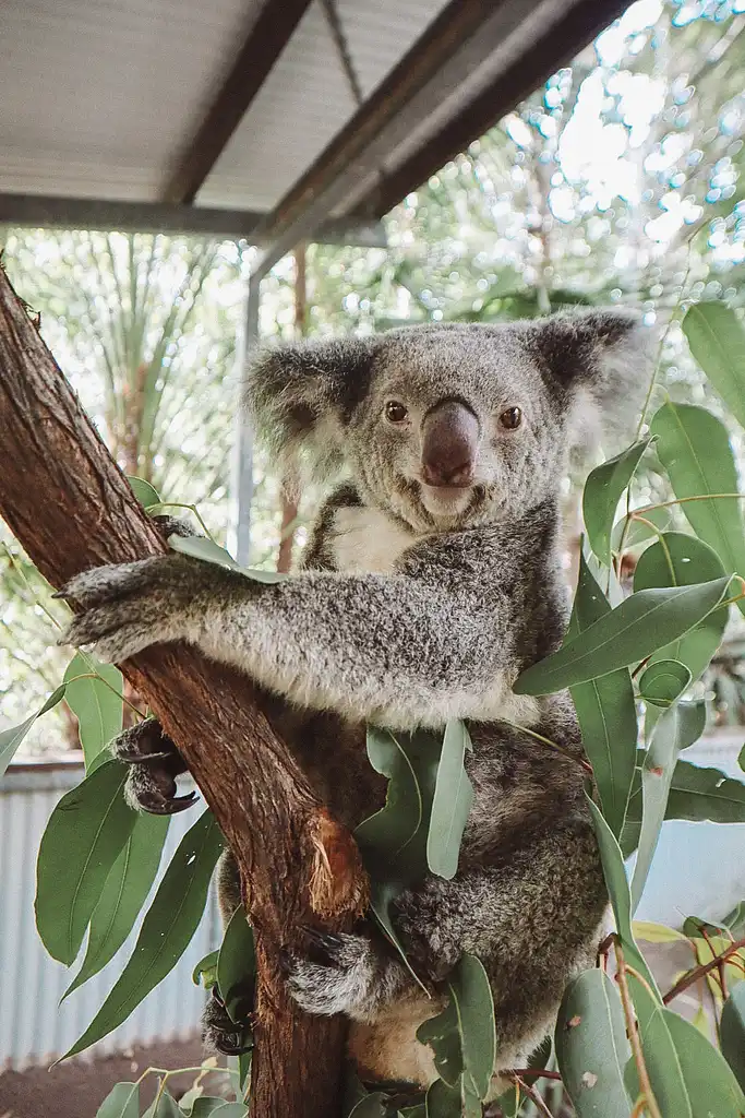 Selina Breakfast with Koalas | Magnetic Island