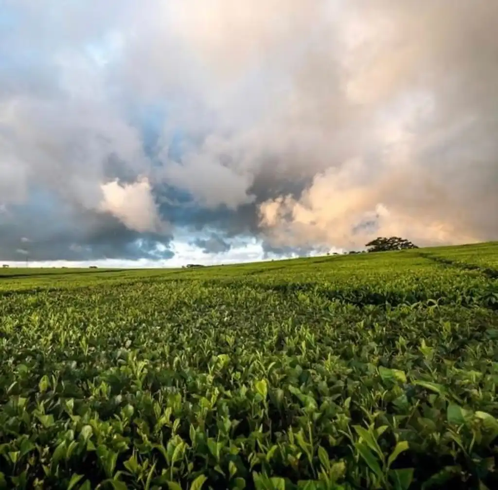 Atherton Tablelands Food and Wine Tour