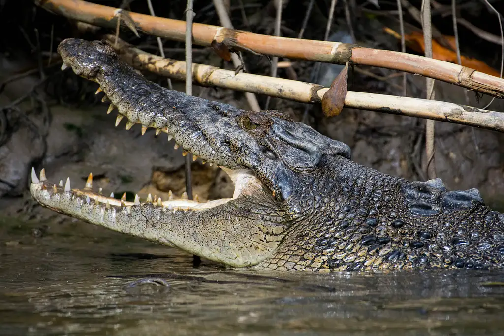 Daintree Rainforest Night Tour | Afternoon Departure