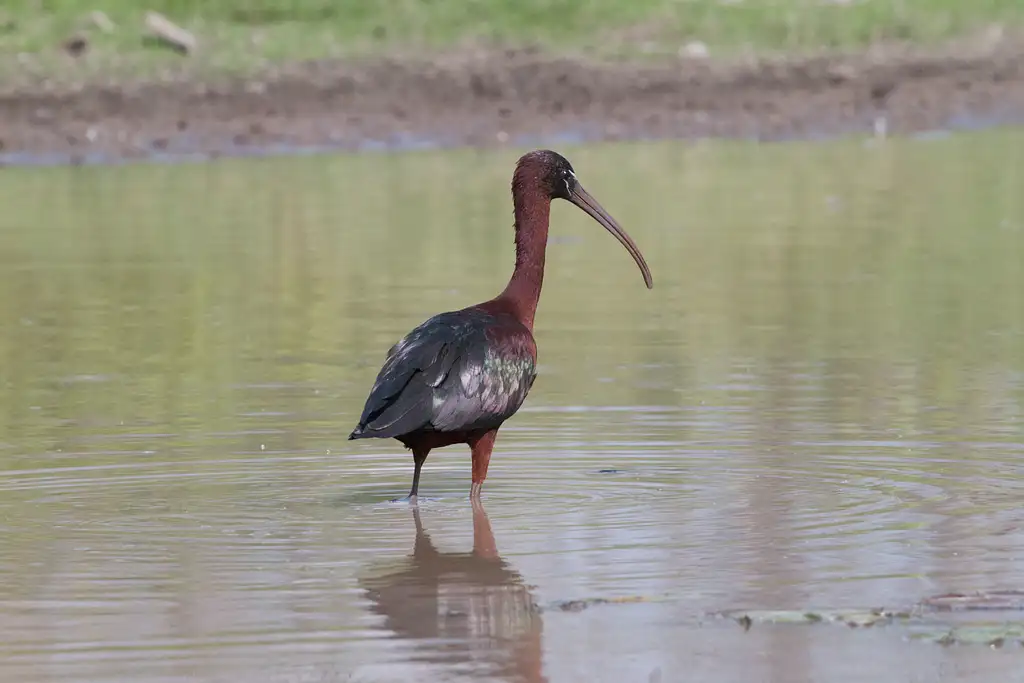 Darwin Wetland Experience