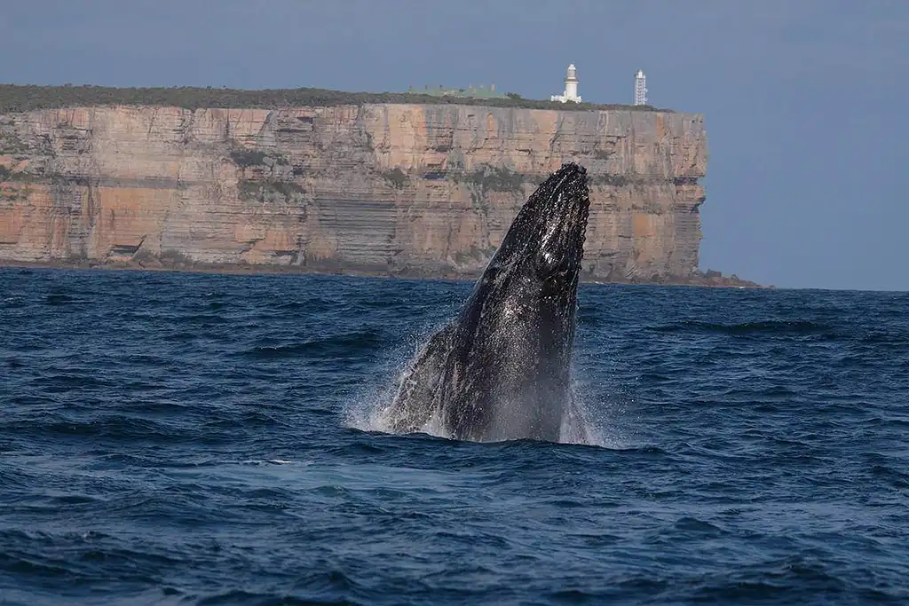 Jervis Bay Whale Watching Tour