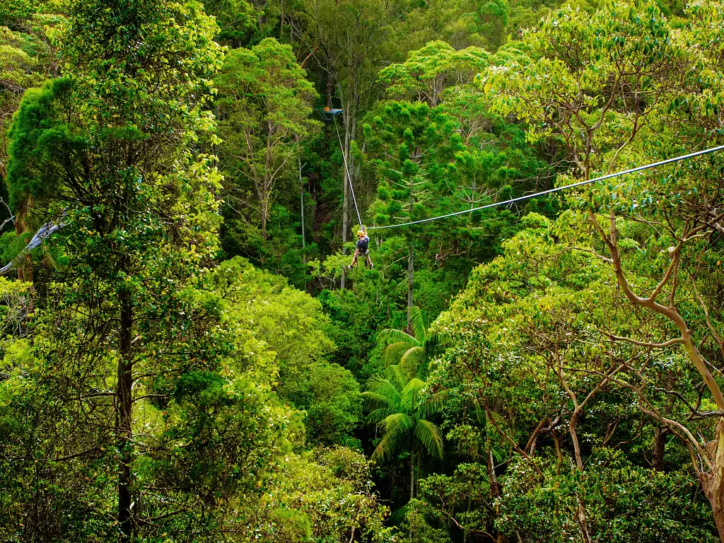 Canyon Flyer Zipline Tour Mount Tamborine