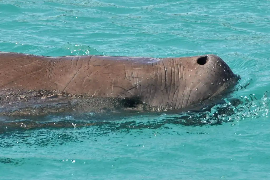 Moreton Island Day Cruise & Eco Marine Safari