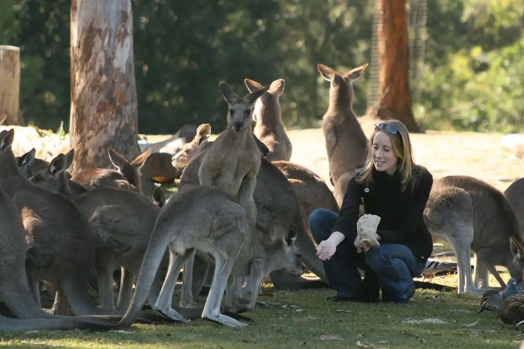 Lone Pine Koala Sanctuary Entry with Brisbane River Cruise