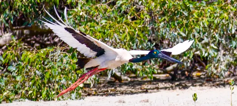 Dinosaur Adventure Cruise With Tapas & Cocktails | From Broome