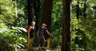 One Day Queen Charlotte Track Walk - Ship Cove to Furneaux Lodge