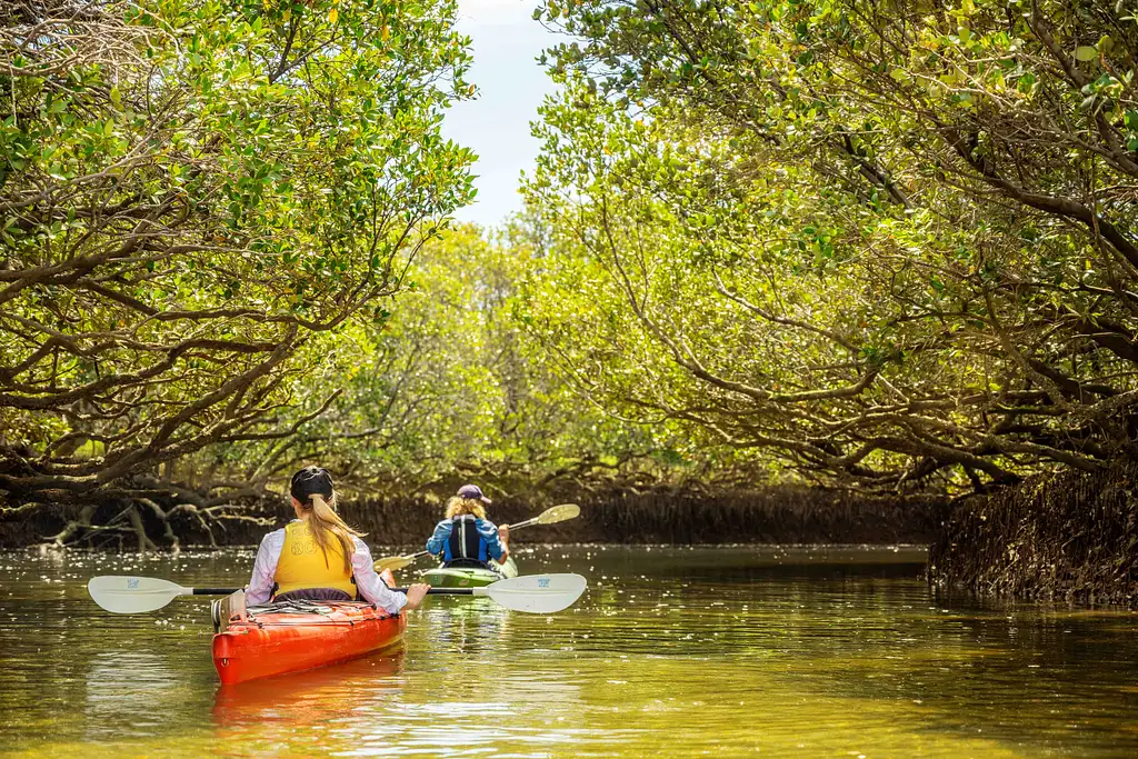 Dolphin Sanctuary Mangroves Tour