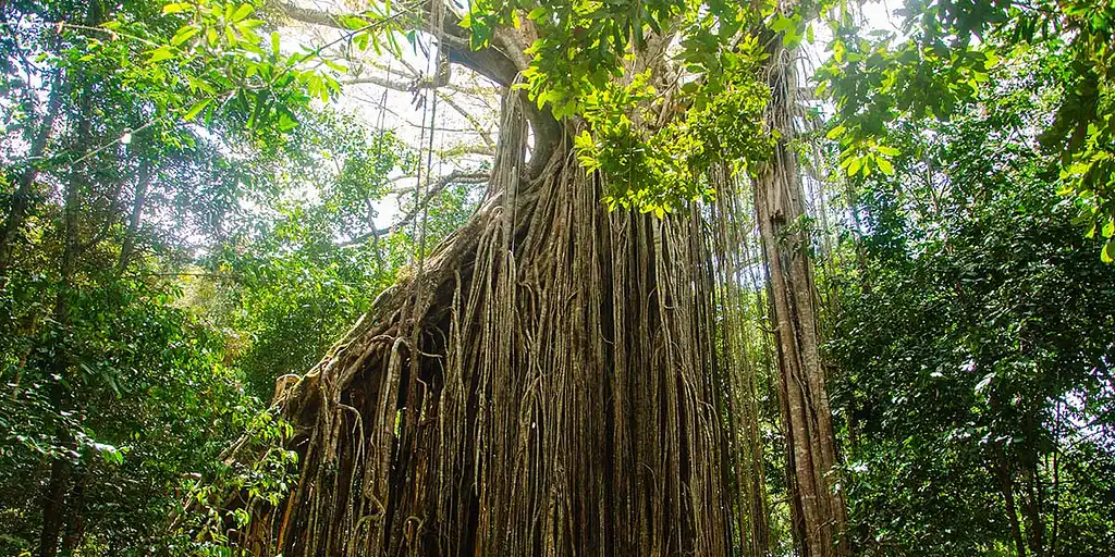 Northern Experience Eco Tour - Atherton Tablelands & Paronella Park ex Cairns