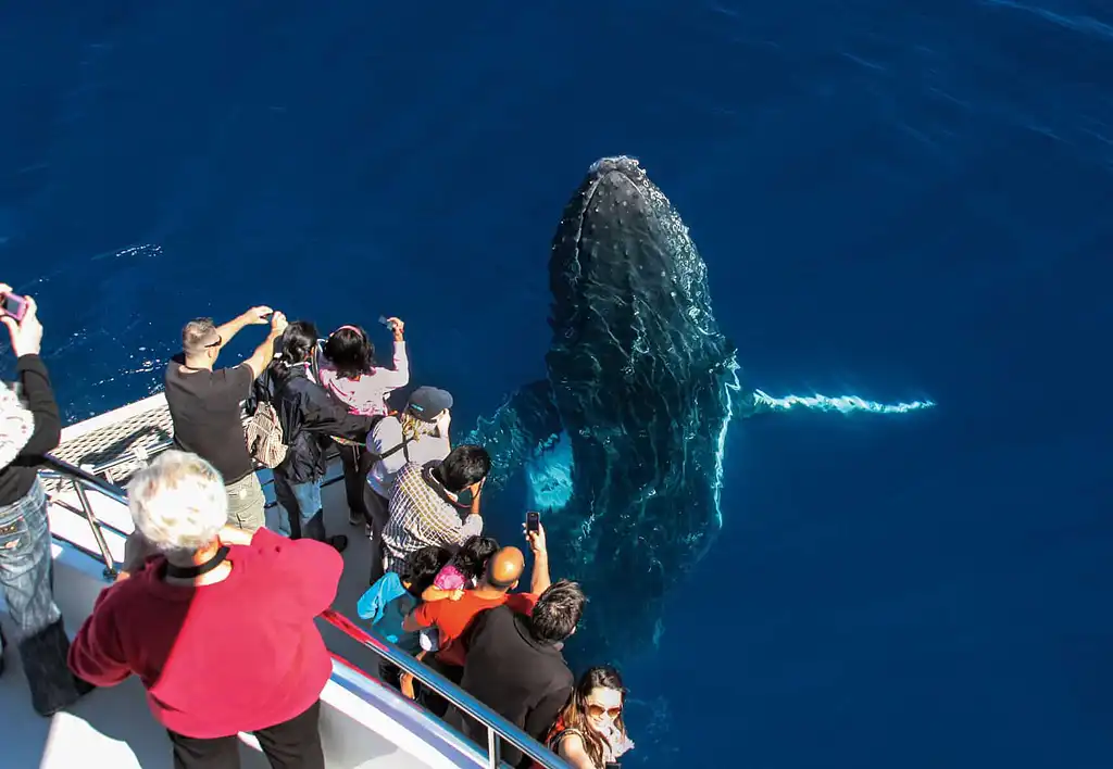 Whale Watching  - Sea World Cruises | Gold Coast