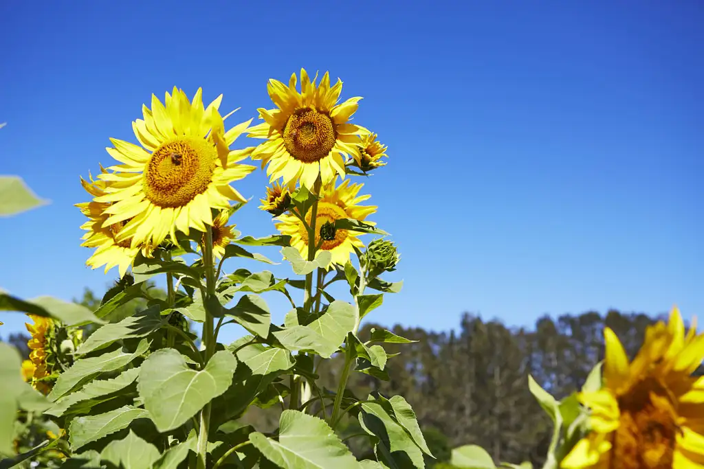 Hunter Valley Wine & Dine Small Group Tour With Lunch | Sydney