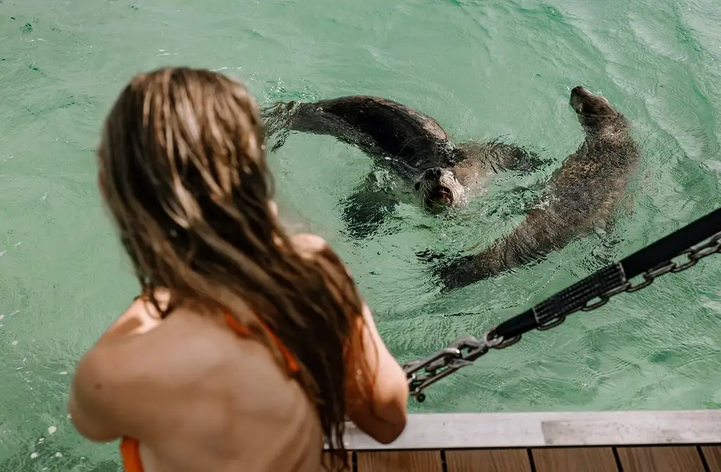 Swim with Sea Lions