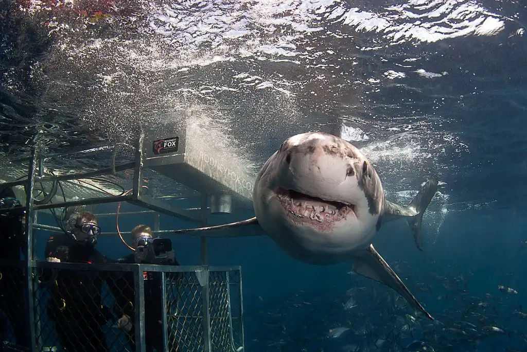 5 Day, 5 Night Great White Shark Cage Diving Tour