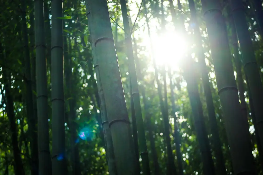 Kyoto Arashiyama Bamboo forest & Garden Half-Day Walking Tour