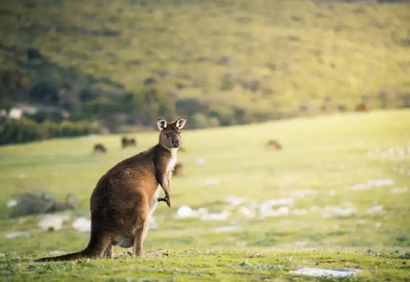 3 Day Kangaroo Island Wildlife Adventure | Small Group Tour from Adelaide