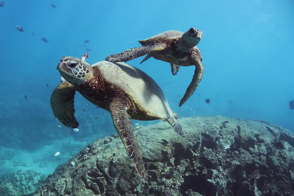 Dolphin watch & Turtle snorkel in Oahu