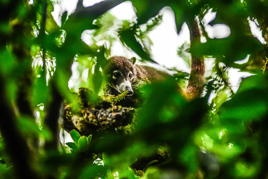 Cloud Forest Chills at Monteverde