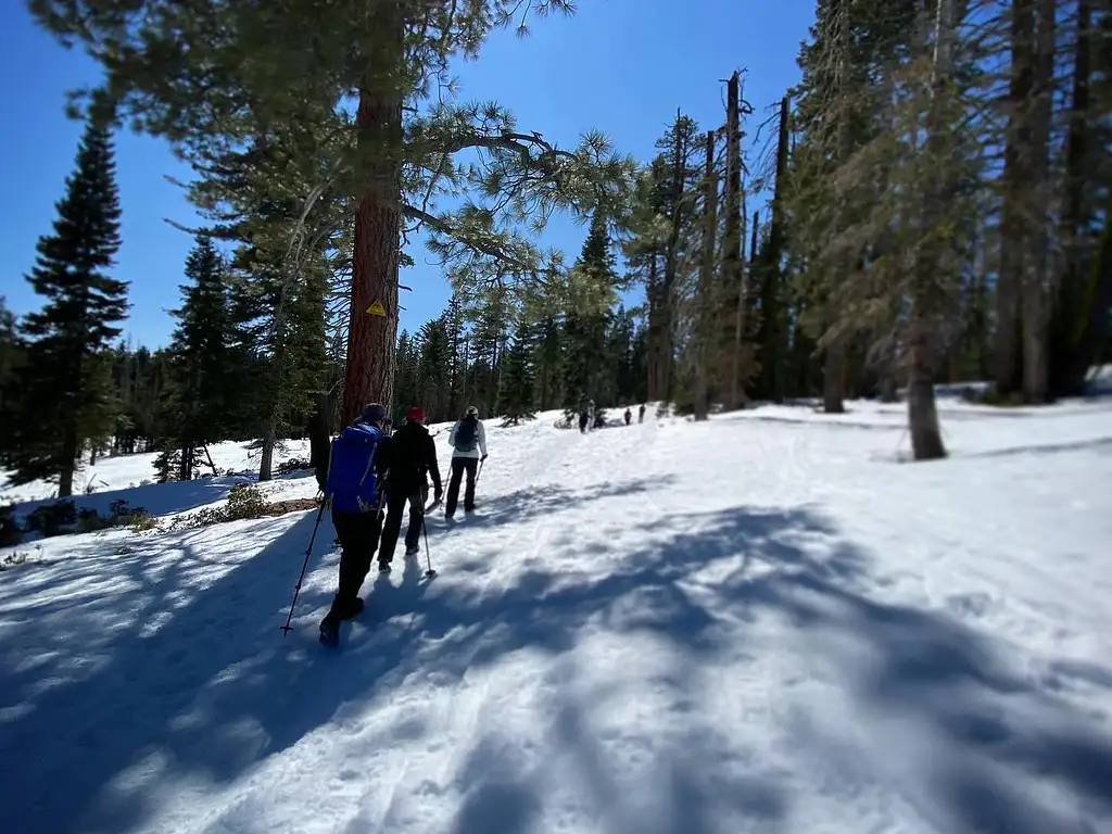 Giant Sequoia Hike or Snowshoe