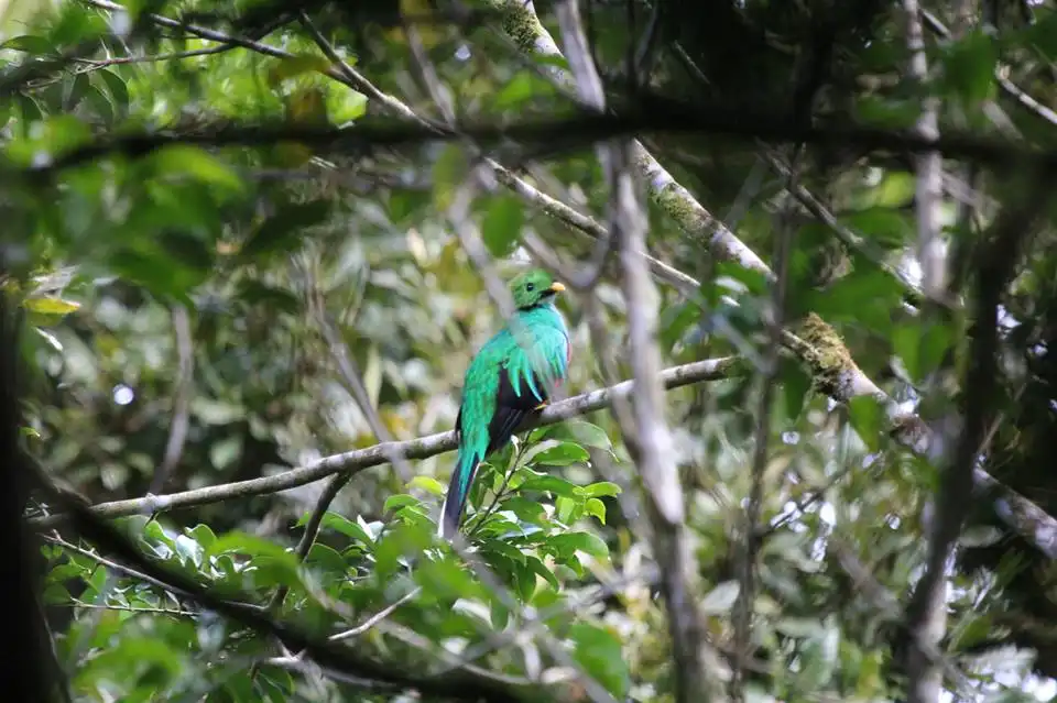 Cloud Forest Chills at Monteverde