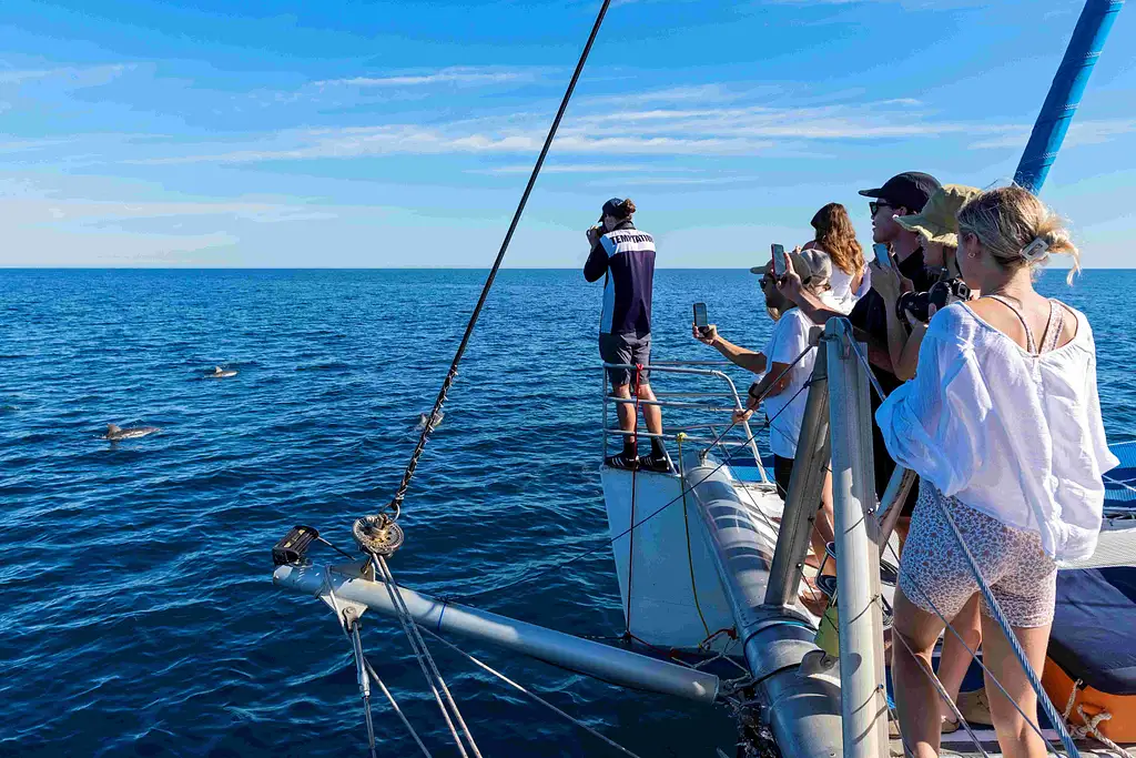 3.5-Hour Swimming with Wild Dolphins Experience