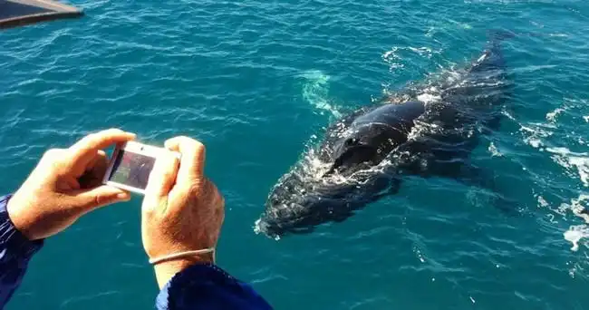 Hervey Bay Ultimate Whale Watch - Small Group EcoTour