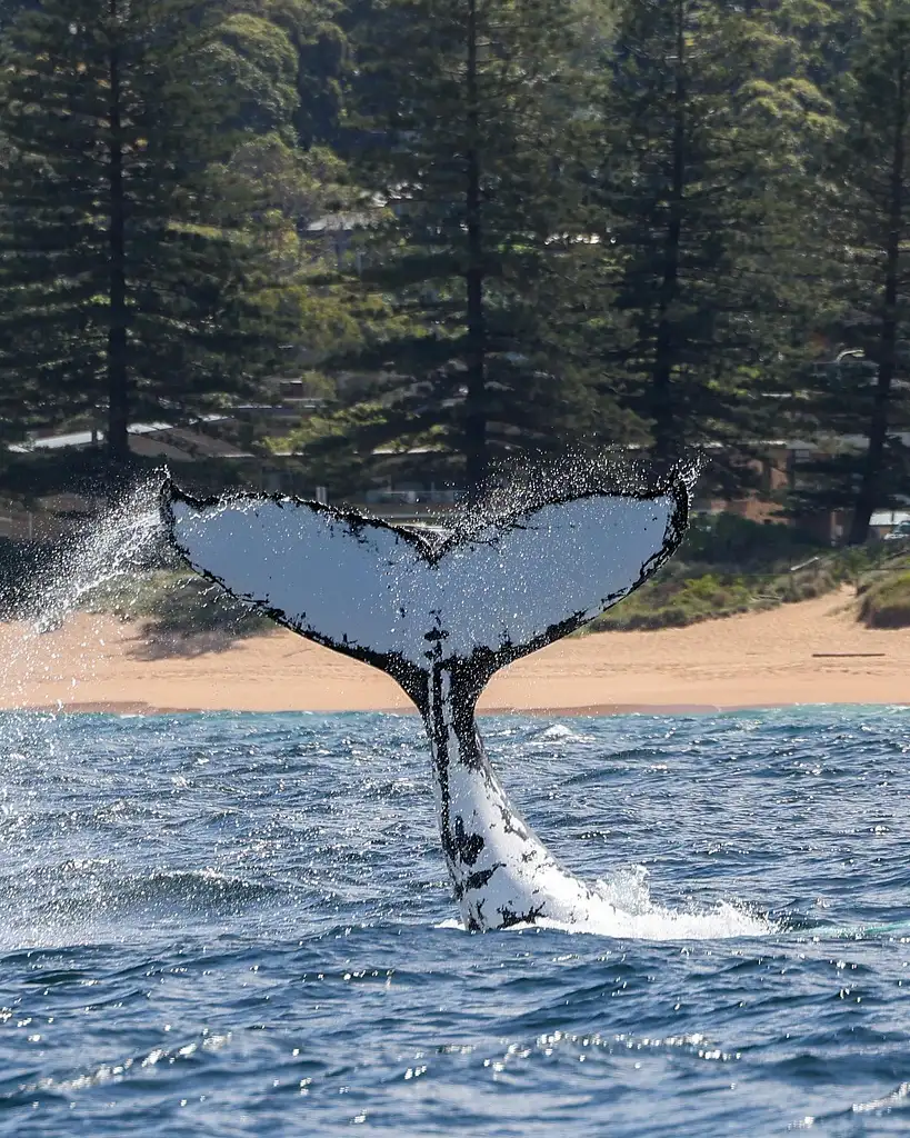 Sydney Whale Watching | Manly Wharf Departure