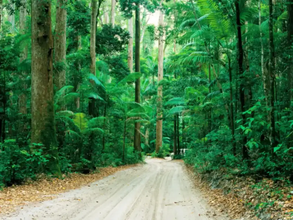 Dingos 3 Day K'gari (Fraser Island) 4WD Tag-Along Adventure