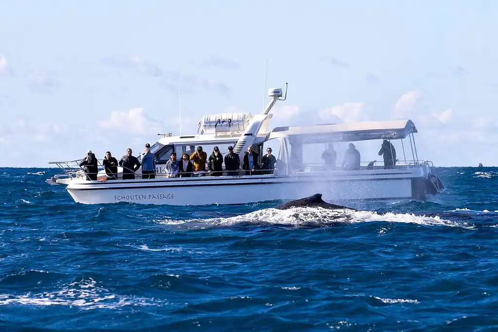 Sydney Whale Watching Experience - Small group