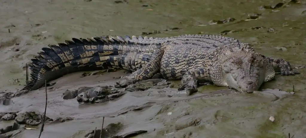 Whitsunday Crocodile Safari | From Hamilton Island