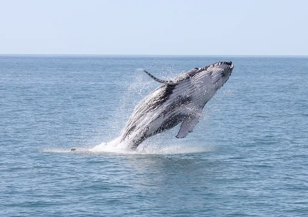 Premium Whale Watching Tour - Hervey Bay