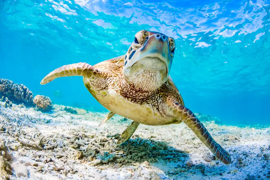 Ningaloo Reef Half Day Turtle Tour | Departing Exmouth