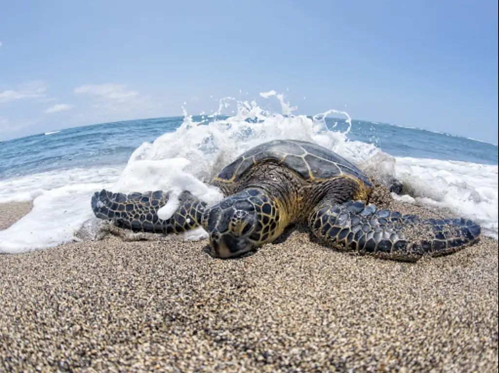 Hidden Gems of Oahu Tour