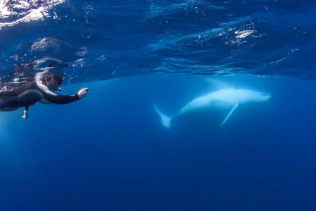 Sunshine Coast Swim with Whales