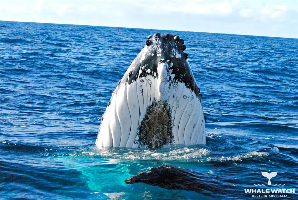 Whale Watching Tour From Perth