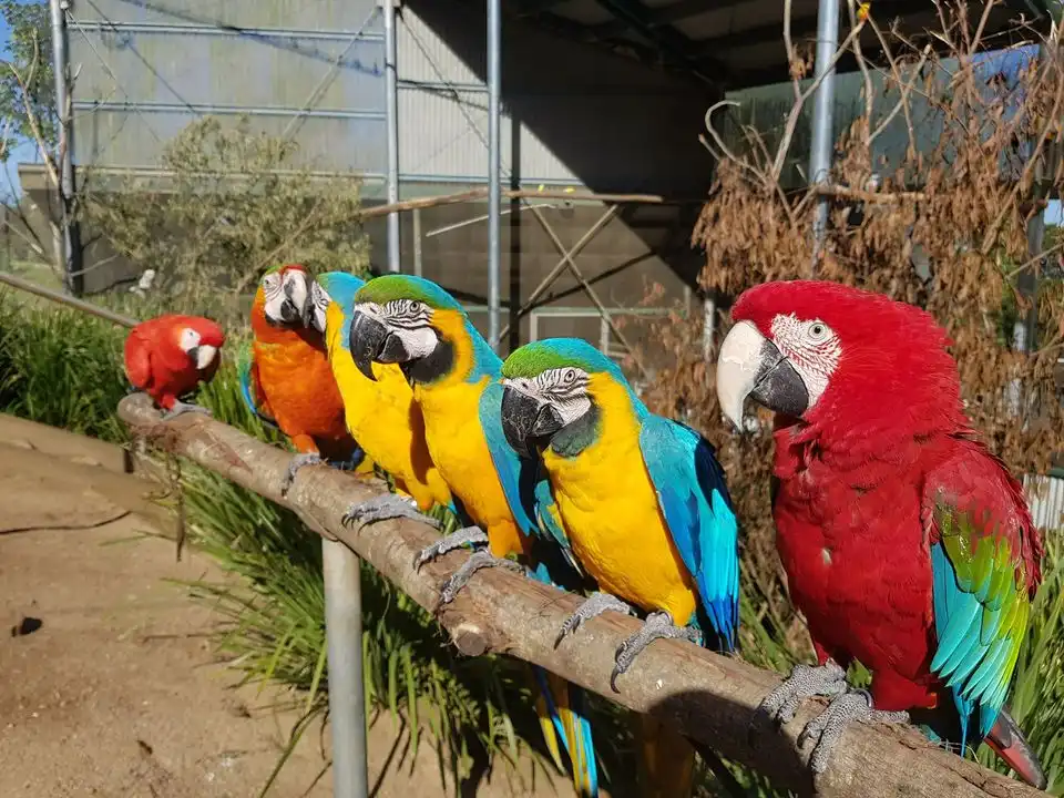 Maleny Botanic Gardens & Bird World Entry