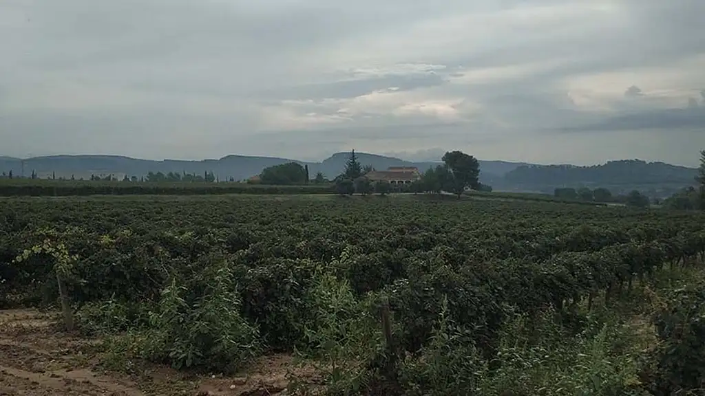 Private Wine And Cava Tour In Penedés