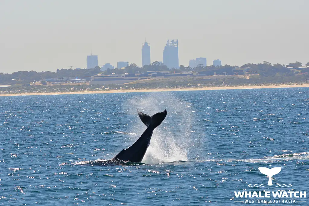 Whale Watching Tour From Perth