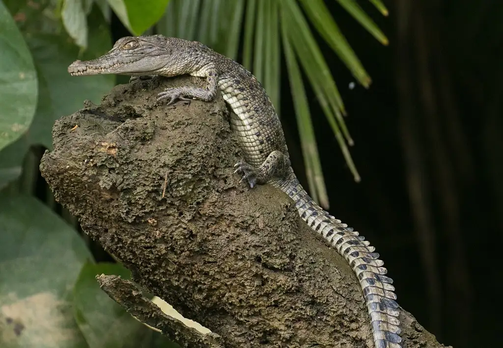 Mossman Gorge, Daintree Rainforest & Daintree River Crocodile Cruise | Wanderers Walk