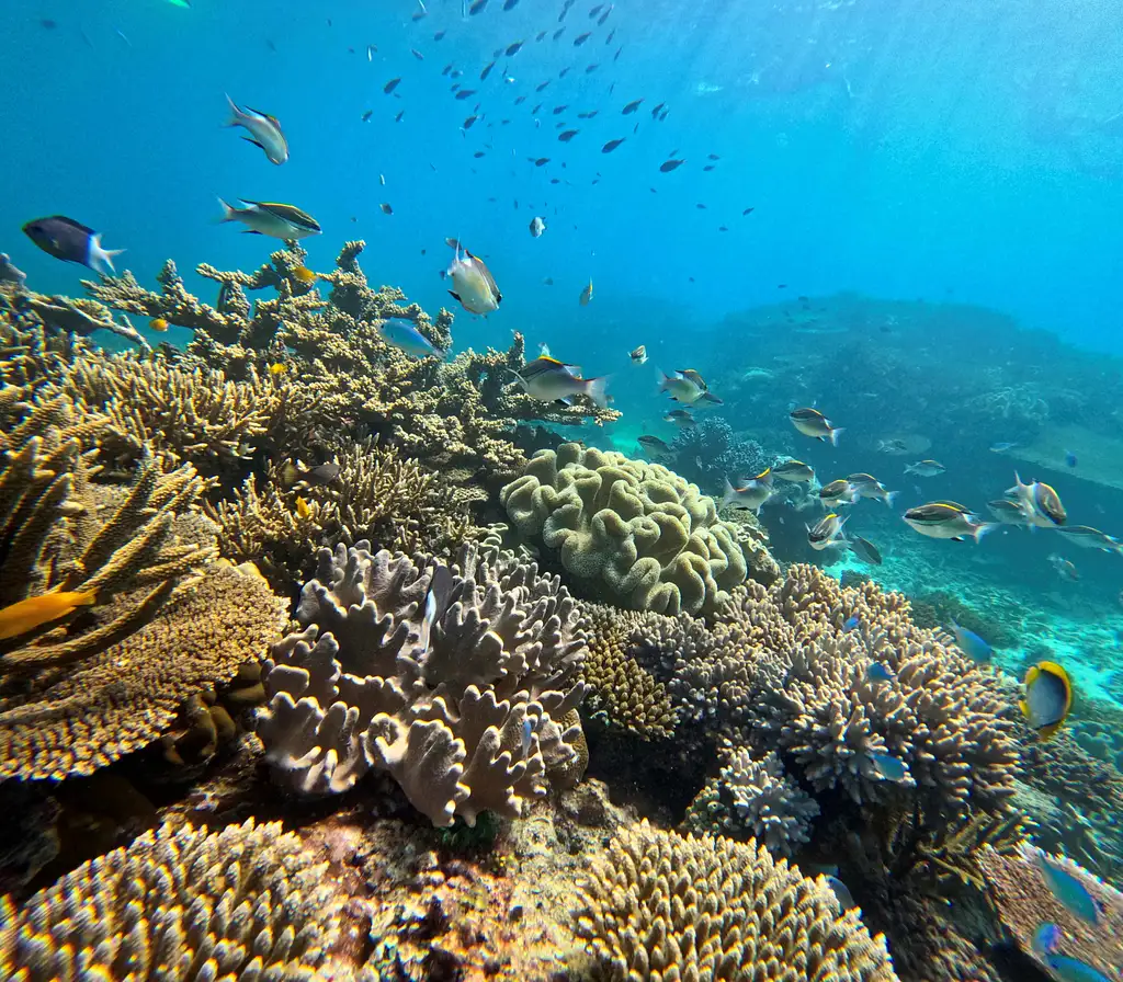 Great Barrier Reef Snorkelling Half Day Tour  | Mission Beach