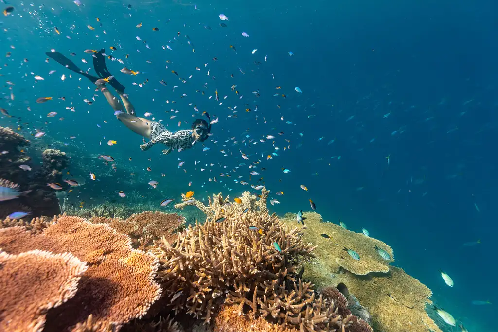 Outer Reef Snorkelling Adventure