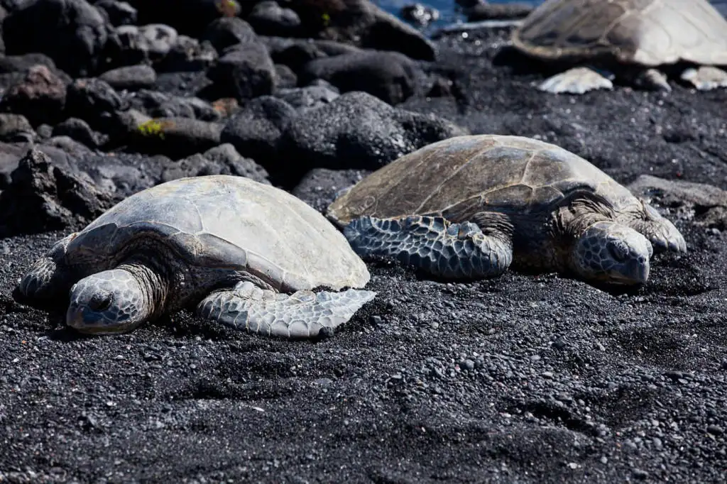 Big Island Grand Circle – Waterfalls, Turtles & Volcanoes