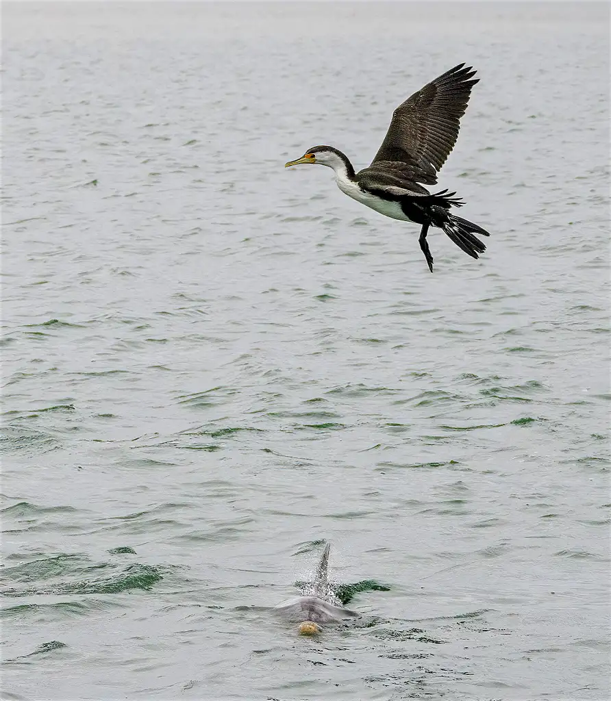 Port River Dolphin Cruise