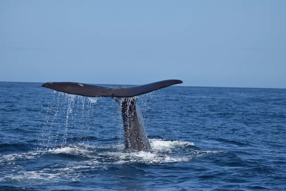 Kaikoura Whale Watching Tour